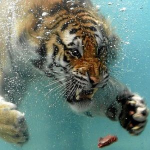 Meet your Posher, Zulf