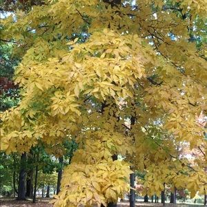 Meet your Posher, Aysun