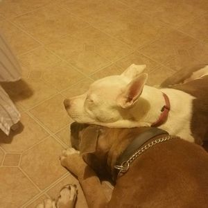 Meet your Posher, Primo