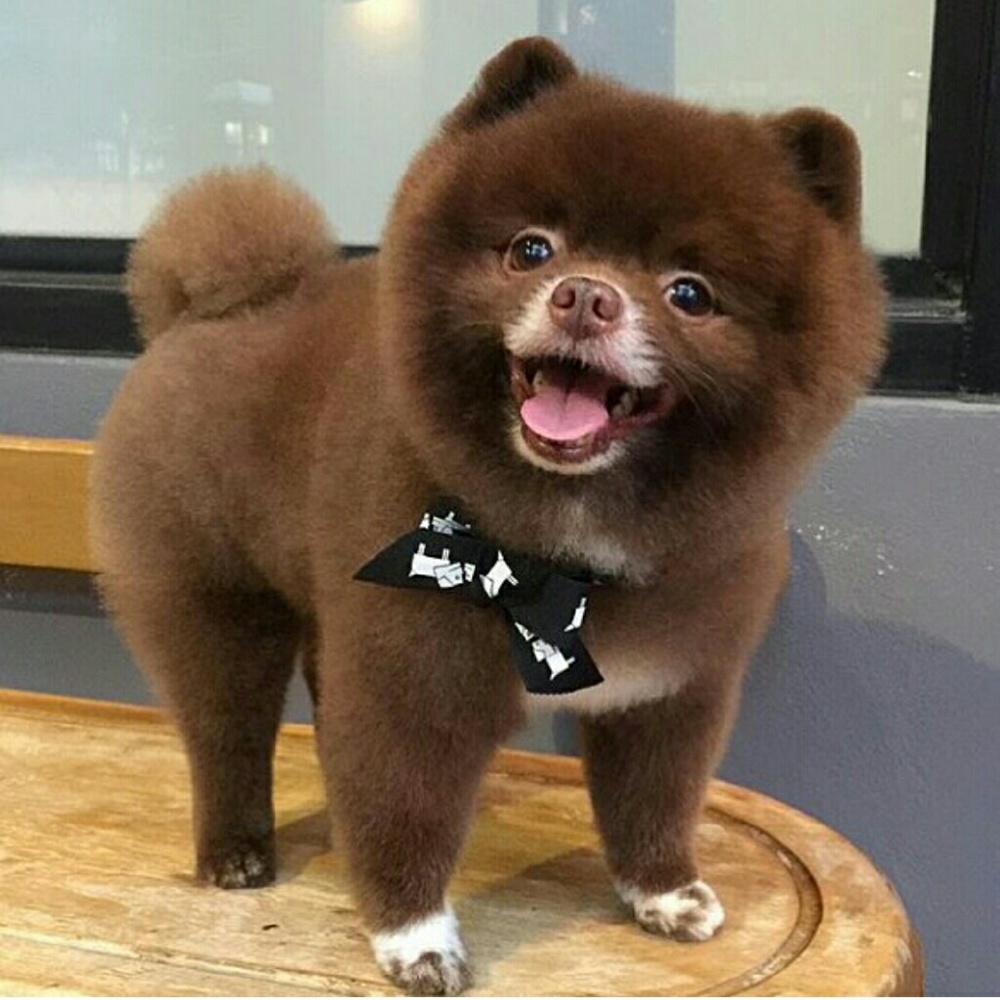 Meet your Posher, Denise