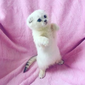 Meet your Posher, Thomas