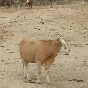 Meet your Posher, Leonel