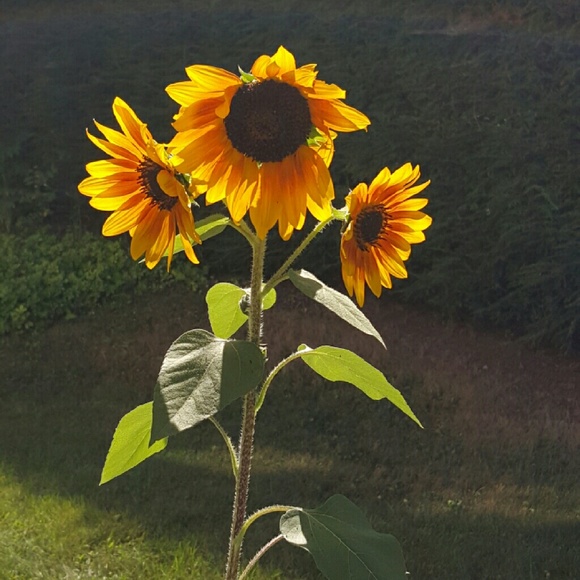 Meet your Posher, Ibeth