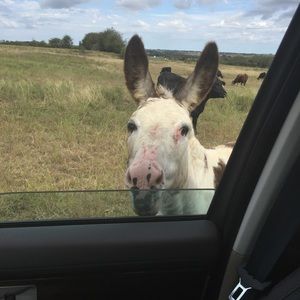 Meet your Posher, Dabney