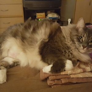 Meet your Posher, Constance