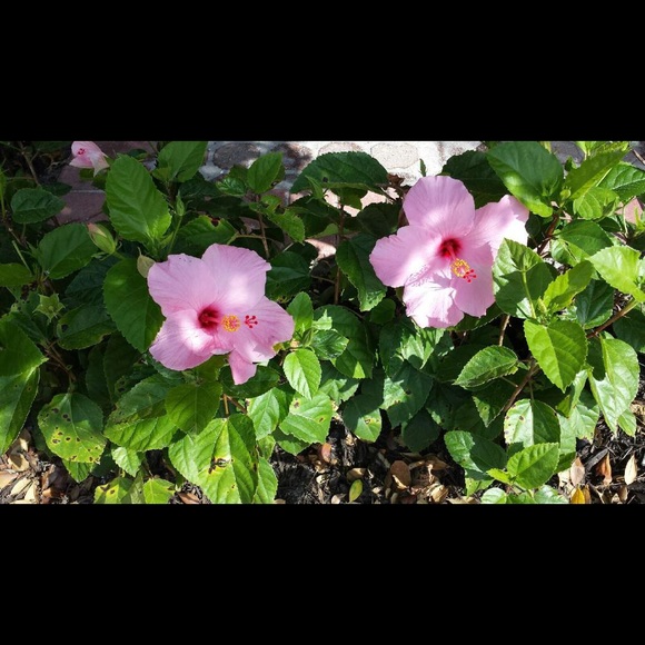 Meet your Posher, Dandrea - Picture 2 of 2