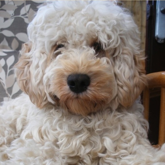 Meet your Posher, Molly - Picture 1 of 1