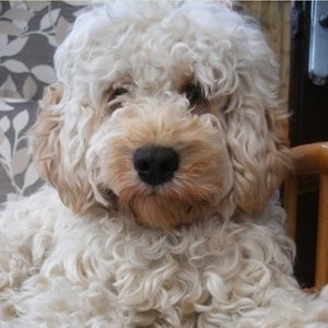 Meet your Posher, Molly