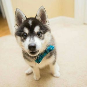 Meet your Posher, Kat