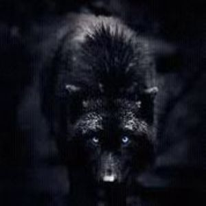 Meet your Posher, Franklin