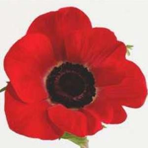 Meet your Posher, Warren