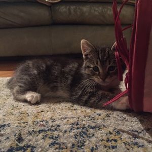 Meet your Posher, Alex