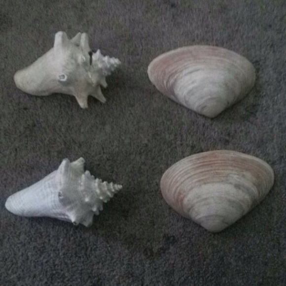 Shells - Picture 2 of 4