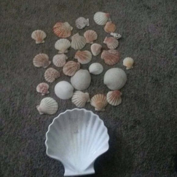 Shells - Picture 3 of 4