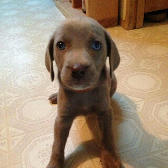 Meet your Posher, Dena - Picture 1 of 1