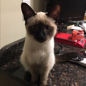 Meet your Posher, Susan