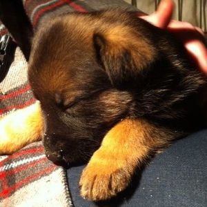 Meet your Posher, Susan