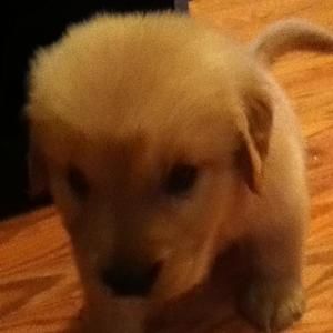 Meet your Posher, Luke