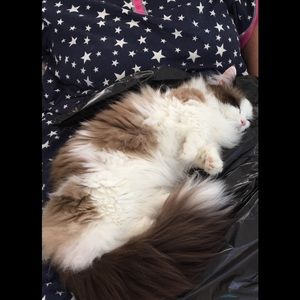 Meet your Posher, Karen