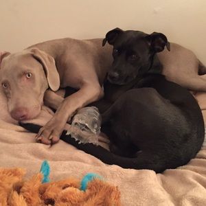 Meet your Posher, Jamie