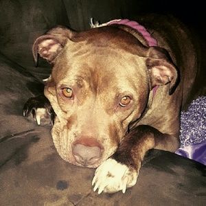 Meet your Posher, Shelby