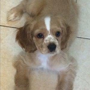 Meet your Posher, Bianca