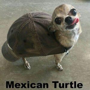 Meet your Posher, Tom