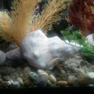 Meet your Posher, Sharon