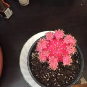 Meet your Posher, Yangkyi