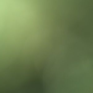 Meet your Posher, Maya