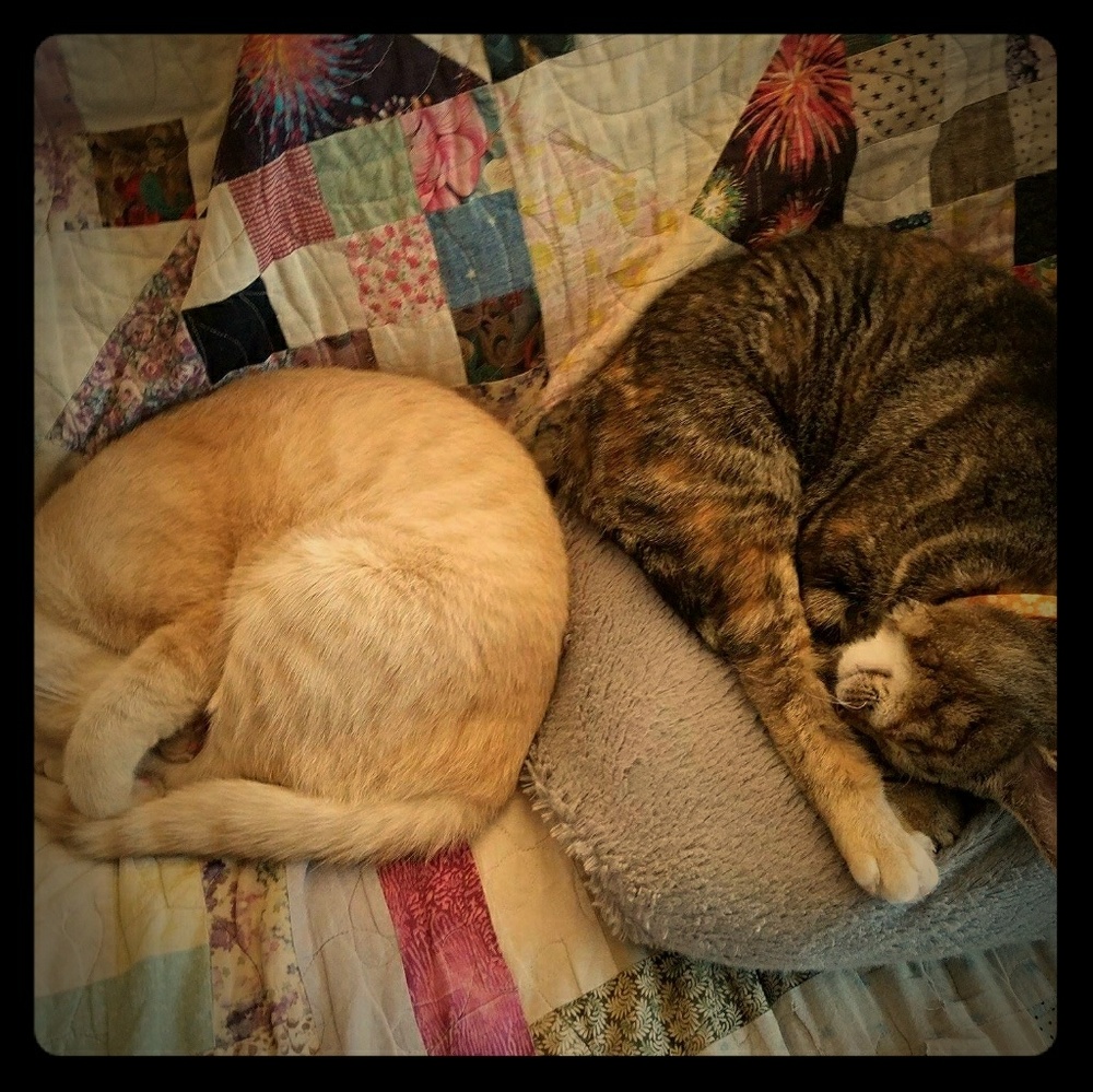 Meet your Posher, Rachael