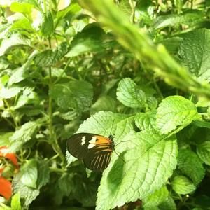 Meet your Posher, Nida