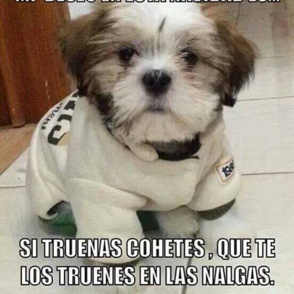 Meet your Posher, Rosa - Picture 1 of 1