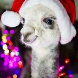 Meet your Posher, Lorica