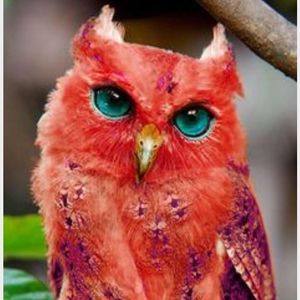 Meet your Posher, Betsy