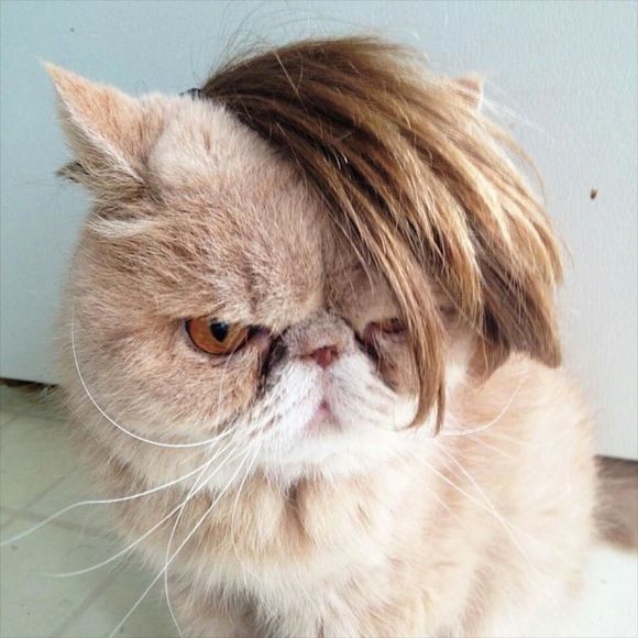 Meet your Posher, Richard - Picture 1 of 1