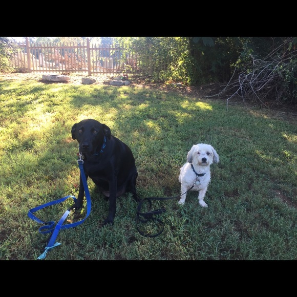 Meet your Posher, Sherry - Picture 2 of 2