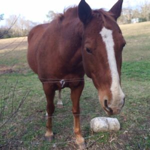 Meet your Posher, Wilbert