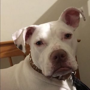 Meet your Posher, Joe