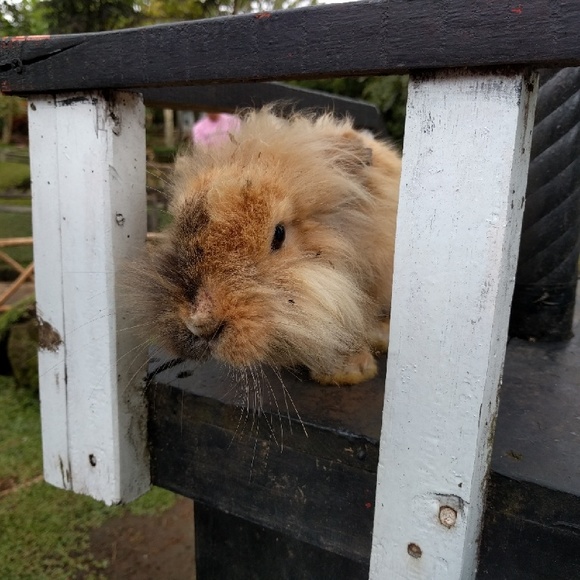 Meet your Posher, Lanny - Picture 1 of 1