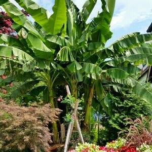 Meet your Posher, Donalyn