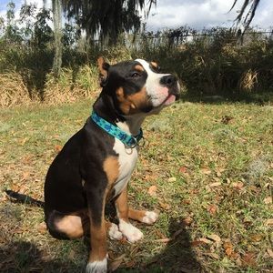 Meet your Posher, Joy