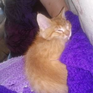 Meet your Posher, Lisa