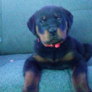 Meet your Posher, Jorge