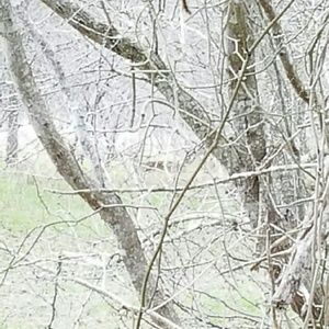 Meet your Posher, Rachael