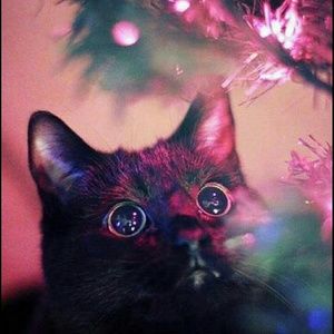 Meet your Posher, Carla