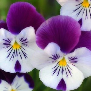 Meet your Posher, Misty