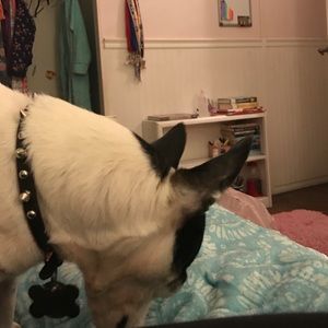 Meet your Posher, Charlotte