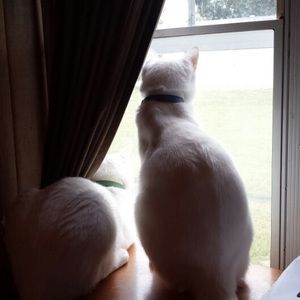 Meet your Posher, Lindsay