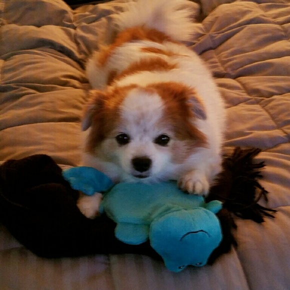 Meet your Posher, Shava - Picture 1 of 1